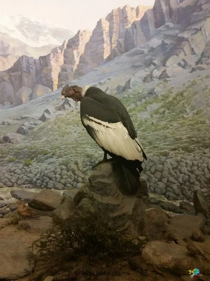 Museu de Historia Natural - Nova York - Estados Unidos