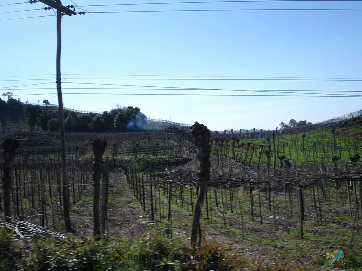 Vale dos Vinhedos - Bento Goncalves - Serra Gaucha