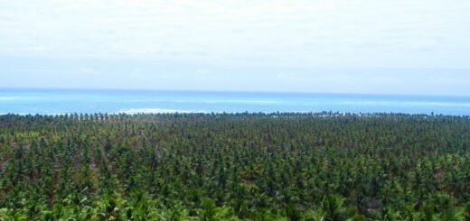 Praia do Gunga - Litoral Sul - Maceio - Alagoas