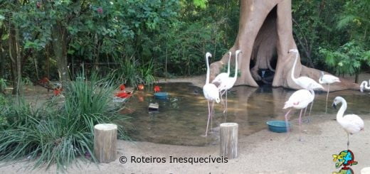Parque das Aves - Foz do Iguaçu - Parana
